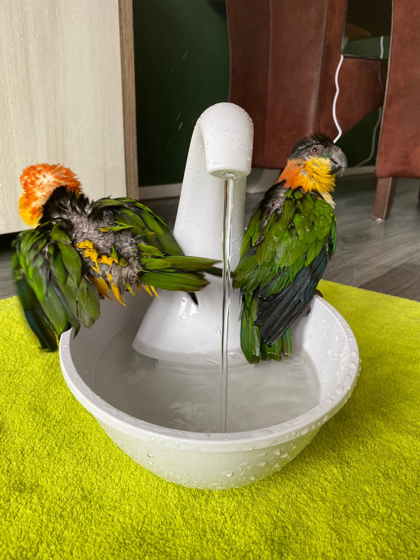 HOOMIN elektrische vogeldouche - Kleine vogels
