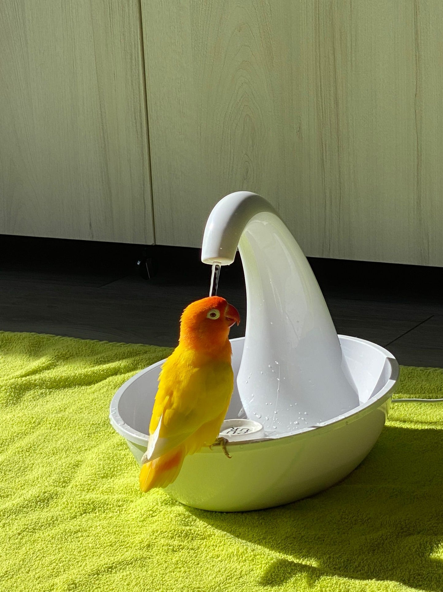 HOOMIN elektrische vogeldouche - Kleine vogels